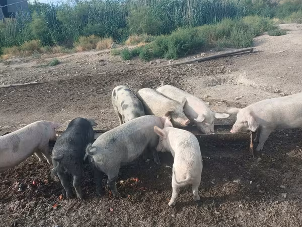 Verro, Cerdos