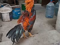 Chickens — Foto 7