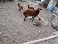Ram, Sheep — photo 6