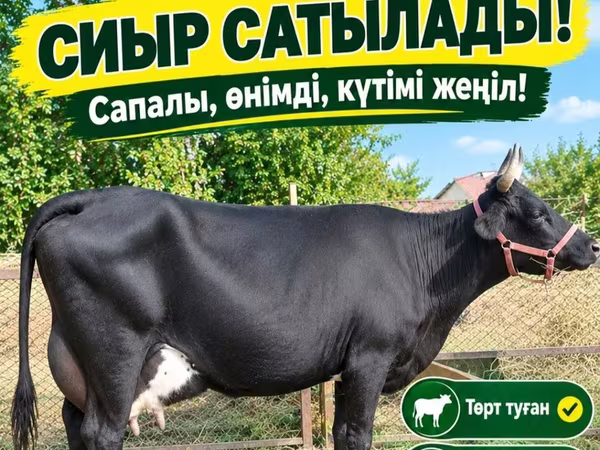 母牛, Cattle