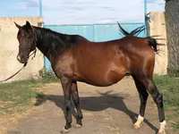 公马, Arabian horse — 照片 6