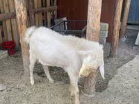Goat, Saanen goat — photo 7