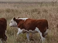 Cattle (batch, sex not specified), Kazakh White-headed cow — photo 2