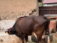 Kuh, Russian Black pied cattle — Foto 2