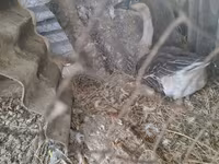 Geese — फ़ोटो 1