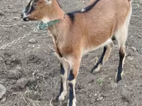 Goat, Goats — photo 4