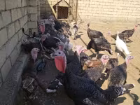 Turkeys — 3-rasm