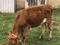 Kuh, Simmental cattle — Foto 1
