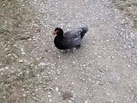 Domestic Muscovy — 2-rasm