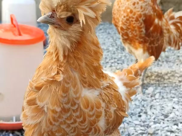 Chickens