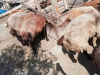 भेड़, भेड़ — फ़ोटो 8