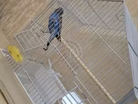Dalğalı tutuquşu və qəfəs dəsti - Növ: dalğalı tutuquşu (budgerigar) — фото 2