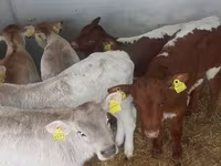 Bulle, Simmental cattle — Foto 4