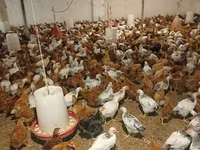 Chickens — Foto 1