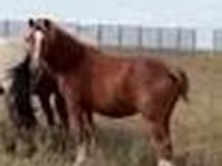 公马, Horses — 照片 8