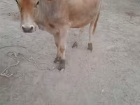 Vaca, Ganado vacuno — foto 1