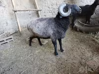 كبش, Blackheaded Persian sheep — الصورة 2