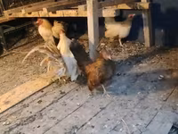 Bantam — Foto 1