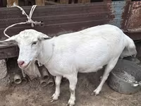 Cabra, Cabras — foto 2