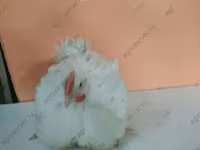 Geese — foto 5