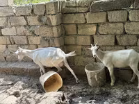 Cabra, Saanen goat — foto 5