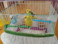 Məhsul: Dalmatian və Avstraliya cinsli dalğalı papuqaylar (budgerigar) — фото 2