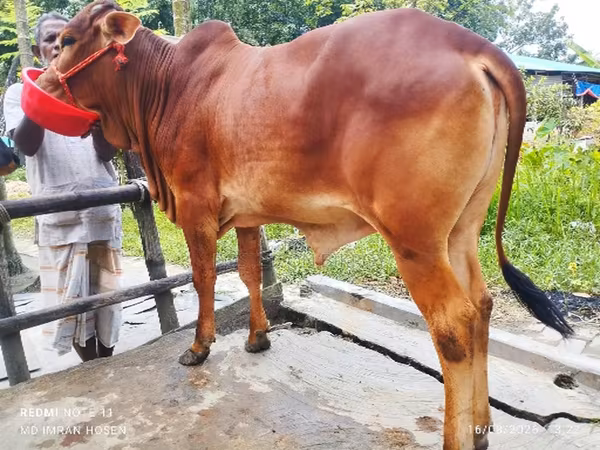 Cow, Cattle