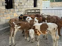 ثور, السلالة الحمراء المنقطة — الصورة 5