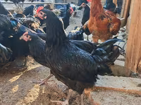 أوسترالورب — الصورة 3
