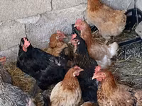 Chickens — फ़ोटो 1