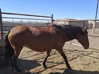 घोड़ी, Horse breed — फ़ोटो 2