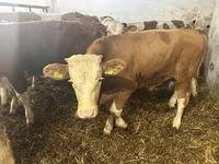 ثور, Simmental cattle — الصورة 3