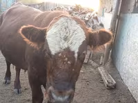 ثور, البقرة الكازاخستانية ذات الرأس الأبيض — الصورة 1