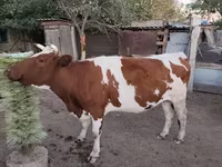 Kuh, Simmental cattle — Foto 2