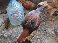 Chickens — الصورة 2