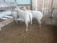 母羊, Baerchuke sheep — 照片 1