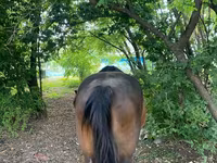 Yegua, Caballos — foto 4