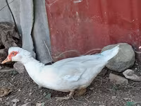 Hausente — Foto 1