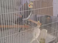 Növ: Nimfa (Cockatiel) papağanları və qəfəs dəsti 4 quw qefes daxil — 2-сурет