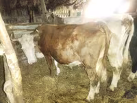 母牛, Cattle — 照片 1