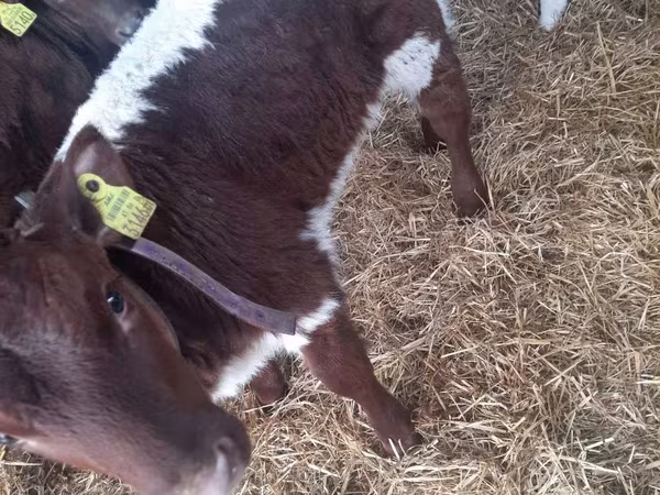 ثور, Simmental cattle