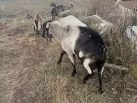 公山羊, Alpine goat — 照片 2