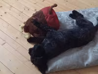 1 yaş 7 aylıq Maltipoo cinsi cütləşdirmək üçün dişi axtarılır hər şeyi — фото 1