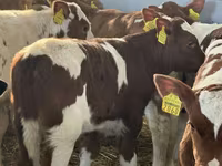 Rinder (Partie, Geschlecht nicht angegeben), Russian Black pied cattle — Foto 6