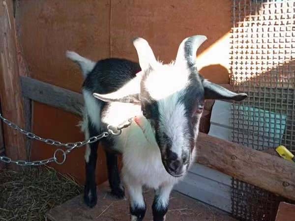 Ziegenbock, Alpine goat