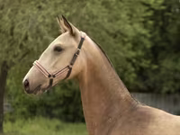 فرس, Akhal-Teke — الصورة 3