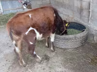 公牛, Swiss cattle — 照片 3