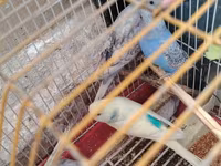 Tecılı quşlar satlir 15 m 20 m arası deyisir cütlər qefes qarsiq 50 m — الصورة 4