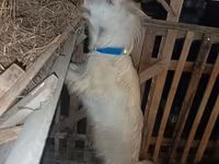 Ziege, Saanen goat — Foto 8