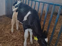 Kuh, Holstein-Rasse — Foto 3
